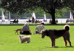 Hundeauslaufzone an der Alster in HH-Uhlenhorst; Hundespielplatz auf den Alsterwiesen.