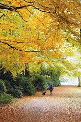 Fussweg mit Laub - Waldweg im Herbst am Kleinen Bramfelder See.