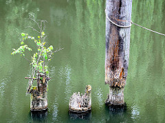 Alte Holzdalben vor der SChleuse vom Veringkanal in Hamburg Wilhelmsburg - ein junger Baum wächst aus einer abgebrochenen Dalbe.