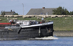 Binnenschiff Thorsten auf der Elbe vor Hamburg Neuengamme - eine Schafherde grast auf dem Elbdeich. Hausdächer hinter der Deichkrone.