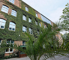 historisches Industriegebäude Hamburg- Harburg - Blohmstrasse - Klinkerfassade mit Efeu bewachsen.