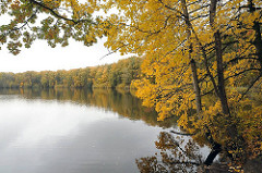 Herbstbäume / Herbstlaub am Grossen Bramfelder See