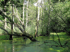 Bäume im Wasser der Alster - Überschwemmungsgebiet, Feuchtgebiet.
