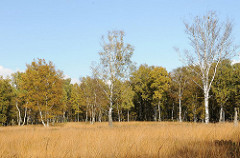 Wiese mit Birken - Herbstbäume am Waldesrand - Duvenstedter Brook.