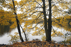 Bilder vom Hamburger Herbst - gelbes Herbstlaub am See in Hamburg Bramfeld