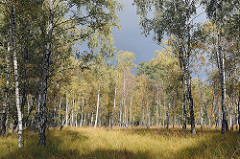 Hamburger Naturschutzgebiet Duvenstedter Brook - Wiese, Birkenwäldchen in der Sonne.