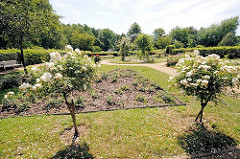 Rosengarten Harburger Stadtpark; blühende Rosen.