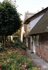 Rosen im Vorgarten - Fachwerkhaus mit Reet gedeckt - Moorweg Hamburg Groß Borstel.
