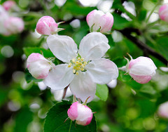 Apfelblüte und Knospen an einem Apfelbaum im Frühling.
