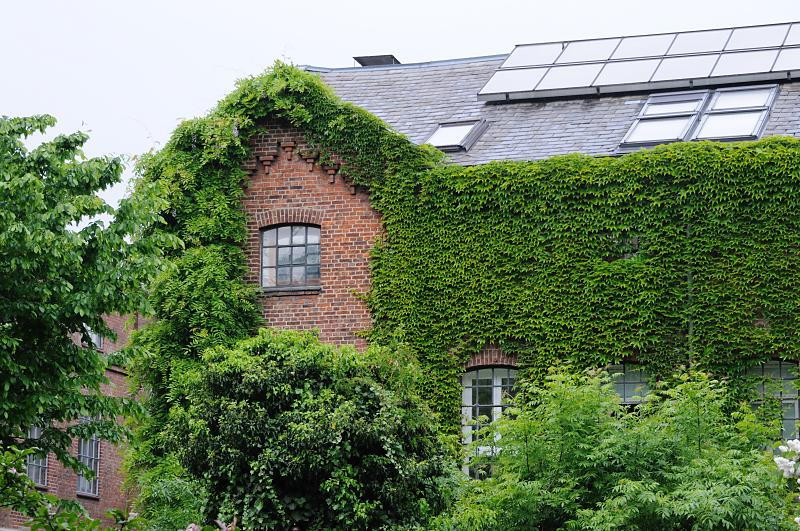 bildarchiv-hamburg.com: Foto Mit Efeu und Kletterpflanzen bewachsene  Fassade des Klinkergebudes der Maschinen-, Tten- und Couvertfabrik N.F.A.  Netzler in Hamburg Ottensen.