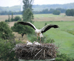 Flugversuch eines der drei Jungstörche im Nest in Hamburg Altengamme - der junge Weissstorch hat die Flügel ausgebreitet und hebt sich schon leicht ab.