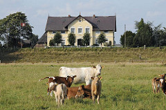 Kühe auf der Weide - Kälber bei der Mutterkuh - Einzelhaus hinter dem Deich.