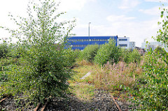 Wildwuchs zwischen Gleisen - stillgelegte Schienen in der Hafencity Hamburg.