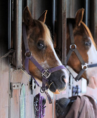 Reitstall in Hamburg Bergstedt - Reitpferde stecken ihre Köpfe aus dem Pferdestall.
