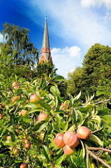 Apfelbaum mit Äpfeln - von einem Brautpaar als Baum der Hoffnung bei der Kirche St. Gertrud von Hamburg Altenwerder gepflanzt.