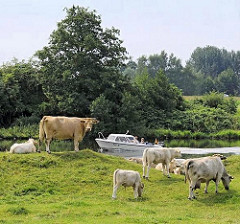 Herde Kühe mit Kälbern auf einer Weide in Hamburg Allermöhe - ein Sportboot fährt auf der Dove-Elbe vorbei.