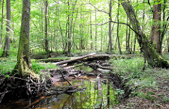 Lauf vom Bach Bredenbek in Hamburg Bergstedt. Bäume liegen über dem Bachlauf.