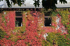Wohnhaus mit Wein bewachsen - Herbstfärbung, Herbstlaub Hausfassade Borsteler Cchaussee