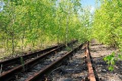 Stillgelegte Eisenbahngleise in Hamburg Wilhelmsburg - junge Birken überwuchern die Gleisanlage.