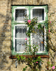 Holzfenster mit farbig abgesetzten Eisenwinkeln - gelbe Ziegelfassade, Rosenstrauch - Fotos aus Neustadt in Holstein.