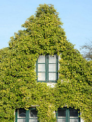 Hausfassade dicht mit Efeu bewachsen - Holzfenster mit grünem Rahmen; Fotografien der Sehenswürdigkeiten von Neustadt in Holstein.