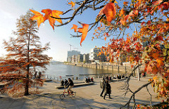 Herbst in der Hansestadt Hamburg - Herbstbäume an den Marco-Polo-Terrassen in der Hamburger Hafencity am Grasbrookhafen. Im Hintergrund die Baustelle der Elbphilharmonie.