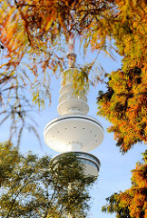 Herbstlich gefärbte Sumpfzypressen in Planten un Blomen - Fernsehturm / Heinrich Hertz Turm in Hamburg.