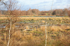 Himmelmoor in Quickborn - auf der 605 Hektar grossen Hochmoorfläche wird teilweise noch Torf abgebaut - auf anderen Teilen des Moors findet eine Renaturierung statt. Blick auf eine wiederbewässerte Anbaufläche vom Himmelmoor - Bruchwald aus Moorbirke