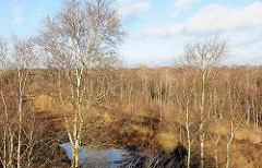 Ehem. Torfabbauflächen im Himmelmoor in Quickborn - Birkenwälder.