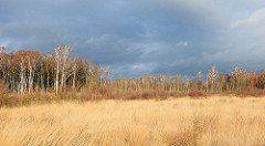 Wiese und Birkenwald in der Sonne - dunkler Regenhimmel über dem Himmelmoor in Quickborn.