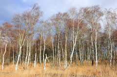 Birkenwälder im Himmelmoor in Quickborn, Schleswig-Holstein.