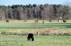 Pferdewiese beim Naturschutzgebiet Lütt Wittmoor in Henstedt Ulzburg.