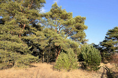Kiefernbäume vor blauem Himmel - sonniger Wintertag im Naturschutzgebiet Lütt Wittmor in der Gemeinde Henstedt Ulzburg.