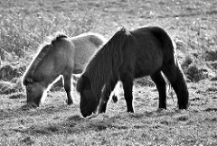 Ponies auf der Weide; Wiese im Naturschutzgebiet Lütt Wittmoor in Henstedt Ulzburg.