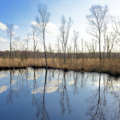 Moorlandschaft mit sich im Wasser spiegelden Birken - Naturschutzgebiet Lütt Moor / Henstedt-Ulzburg.