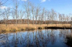 Moorlandschaft mit sich im Wasser spiegelnden Birken - Naturschutzgebiet Lütt Moor / Henstedt-Ulzburg.
