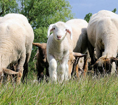 Grasende Schafherde und Osterlamm auf dem Elbdeich - die Schafe halten das Gras auf dem Deich kurz.