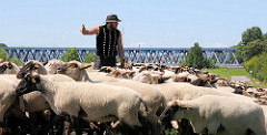 Schafsherde mit Schafshirten auf dem Finkenrieder Hauptdeich in Hamburg Wilhelmsburg - im Hintergrund die Eisenbahnbrücke über die Süderelbe.