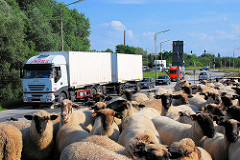 Eine Schafsherde weidet auf dem Reiherstieg Hauptdeich in Hamburg Wilhelmsburg - Lastwagenverkehr, Autoverkehr auf der Strasse.