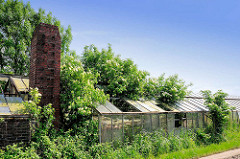 Altes Treibhaus / Glashaus in Hamburg Wilhelmsburg - die Scheiben sind teilweise zerstört, blühende Hollunderbüsche wachsen durch das Dach.