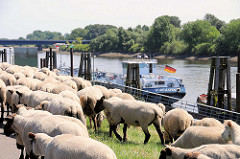 Schafsherde auf dem Finkenrieder Hauptdeich in Hamburg Wilhelmsburg an der Süderelbe - Binnenschiff am Ufer, Holzdalben.
