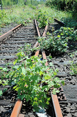 Stillgelegte Eisenbahngleise / überwucherte Weiche in Hamburg Wilhelmsburg.