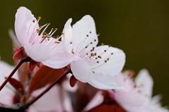 Rosafarbene Blüten der Blutpflaume / Kirschpflaume (Prunus cerasifera)