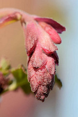 Blüte der Blut-Johannisbeere, Ribes saguineum - frühblühender Zierstrauch, erreicht eine Höhe von ca. 2 m.