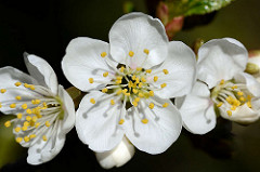 Blüten eines Kirschbaums - weisse Blüten, Staubgefässe.