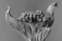 Junge Blätter und Blütenknospen vom Hartriegel (Cornus).