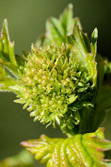 Blütenknospe und junge Blätter von einem Schneeball, Viburnum.