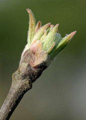 Blattknospe von einem Apfelbaum / Kernobstgewächs.