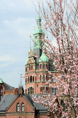 Frühling in der Hamburger Speicherstadt / Hafencity; blühende Japanische Zierkirsche, Fleetschlösschen und Kupferturm vom Speicherstadt-Rathaus.
