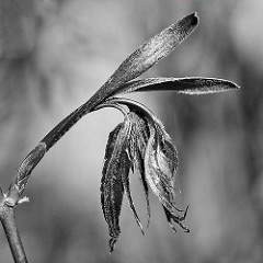 Junge Blätter eines Zierahorns  / Edelahorn, Acer; Macrofotografie Schwarz-Weiss..